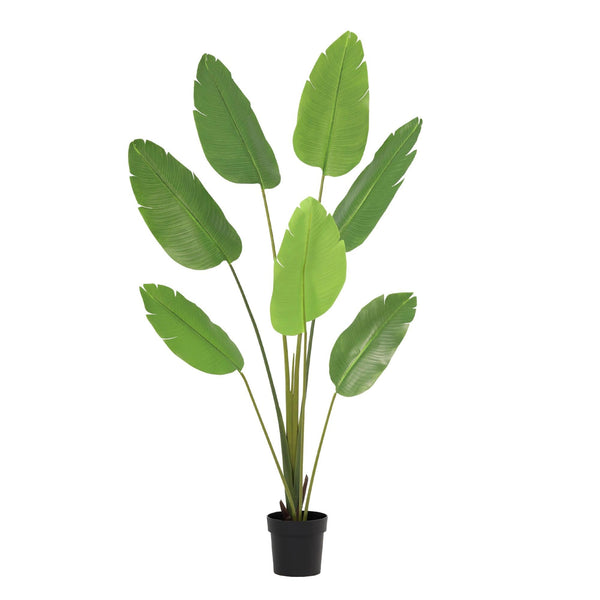 Kunstpflanze Baumstrelitzie (Strelitzia nicolai) – Ø 23 cm · 170 cm