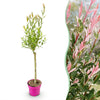 Harlekinweide ‚Flamingo' – Salix integra