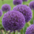 Zierlauch ‚Pinball Wizard' – Allium – 2 Stück