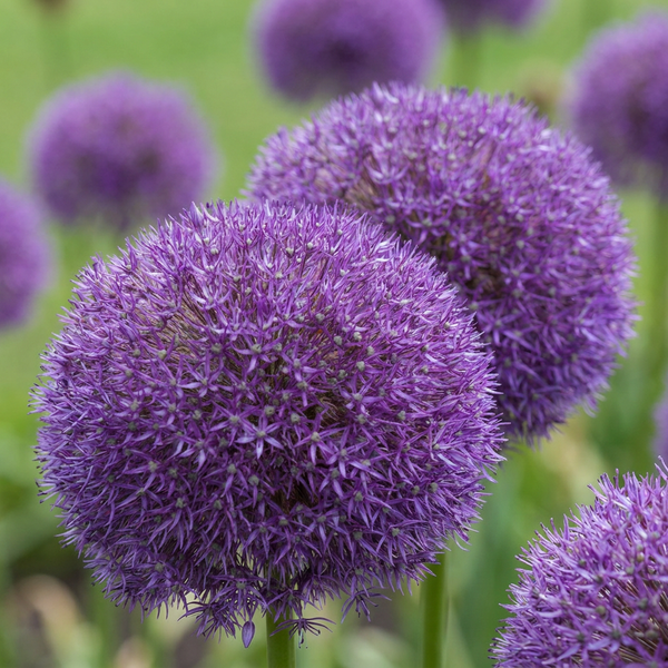 Zierlauch ‚Pinball Wizard' – Allium – 2 Stück