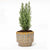 Lawsons Scheinzypresse ‚Ellwoodii' – Chamaecyparis lawsoniana