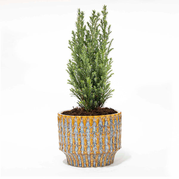 Lawsons Scheinzypresse ‚Ellwoodii' – Chamaecyparis lawsoniana