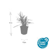 Lilientraube ‚Moneymaker' – Liriope muscari – Ansicht 2