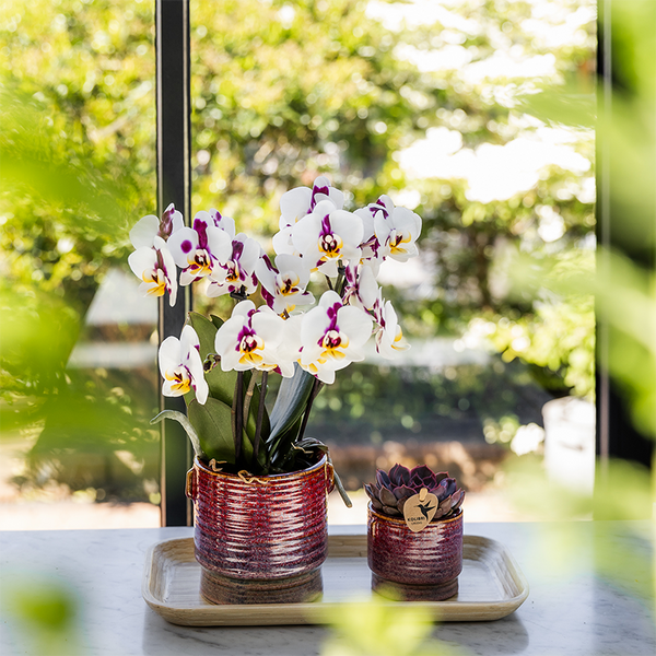 Geschenk-Set „Aura" – rosa Phalaenopsis-Orchidee mit Grünpflanze – Ansicht 4