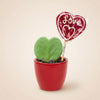 Geschenk-Set „Sweetheart“ – Mini-Grünpflanze mit Topf