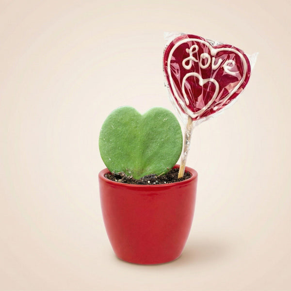 Geschenk-Set „Sweetheart“ – Mini-Grünpflanze mit Topf