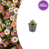 Spanisches Gänseblümchen – Erigeron karvinskianus