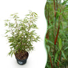 Schirmbambus ‚Asian Wonder' – Fargesia scabrida – 1 Stück