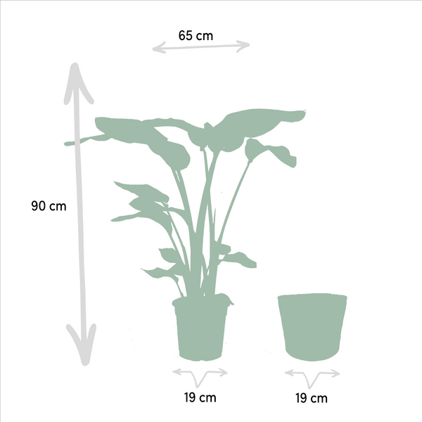 Zimmerpflanzen-Set „Strelitzie & Monstera" – Strelitzia nicolai und Monstera deliciosa mit Korb – Ansicht 5