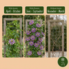 Passionsblume ‚Lavender Lady' – Passiflora – Ansicht 4