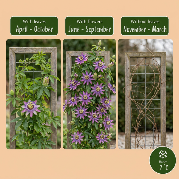 Passionsblume ‚Lavender Lady' – Passiflora – Ansicht 4