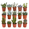 Cactus en vetplanten Mischung 5,5 cm | 15 stück - zonder pot