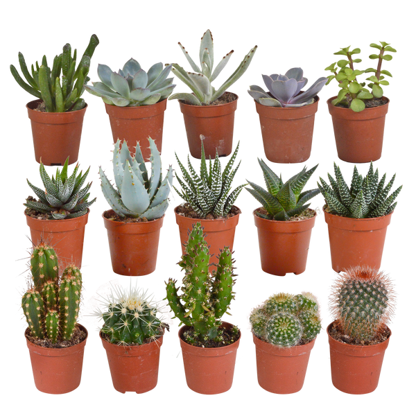 Cactus en vetplanten Mischung 5,5 cm | 15 stück - zonder pot
