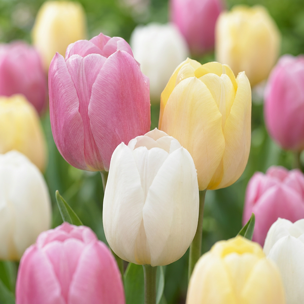 Tulpe ‚Sorbet Mix' – Tulipa