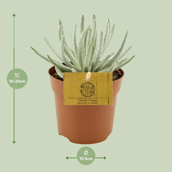 Greiskraut – Senecio scaposus – Ansicht 2