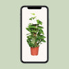 Efeutute – Epipremnum aureum – Ansicht 4