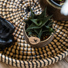 Haworthia limifolia – Ansicht 10