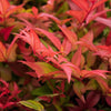 Himmelsbambus ‚Gulfstream' – Nandina domestica – Ansicht 4