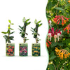 Geißblatt-Set „Tricolour“ – 3 Lonicera-Sorten