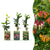 Geißblatt-Set „Tricolour“ – 3 Lonicera-Sorten