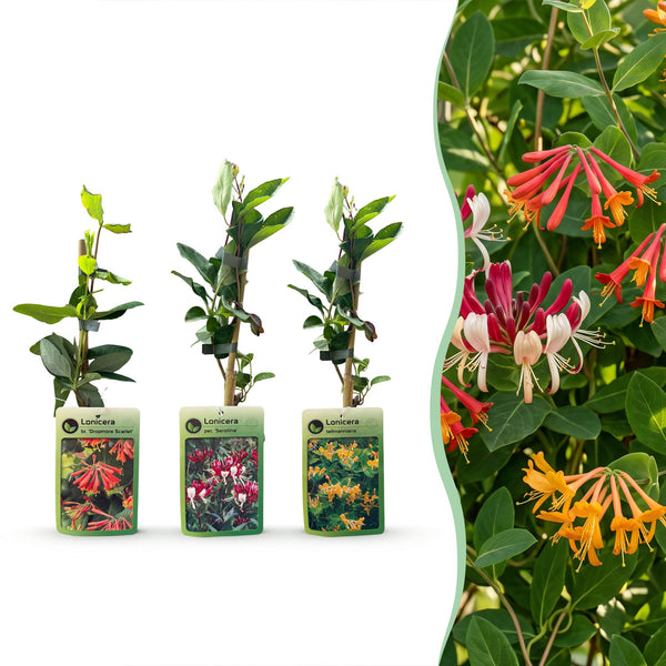 Geißblatt-Set „Tricolour“ – 3 Lonicera-Sorten
