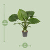 Alocasia gageana ‚California'