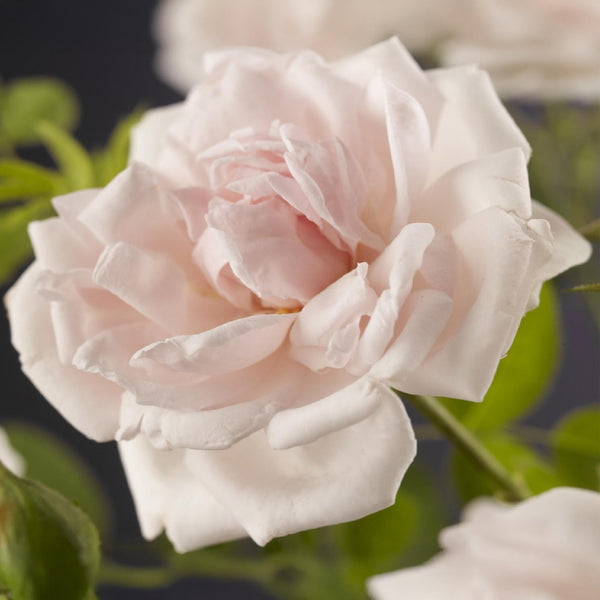 Kletterrose ‚New Dawn' – Rosa – Ansicht 4