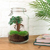 Flaschengarten-Set „Ficus Ginseng" – DIY-Terrarium mit Bonsai – Ansicht 2