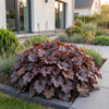Purpurglöckchen ‚Palace Purple' – Heuchera micrantha – Ansicht 6