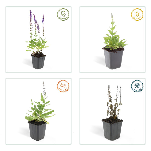 Steppensalbei ‚Ostfriesland' – Salvia nemorosa – Ansicht 3