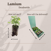 Taubnessel – Lamium – Ansicht 5