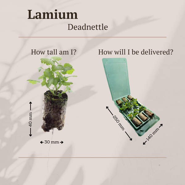 Taubnessel – Lamium – Ansicht 5