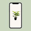 Zimmeraralie ‚Spider Web' – Fatsia japonica