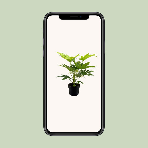 Zimmeraralie ‚Spider Web' – Fatsia japonica
