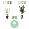 Japanischer Ahorn ‚Koto Hime' – Acer palmatum – Ansicht 4