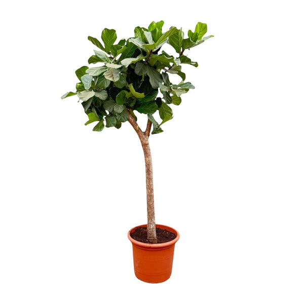 Geigenfeige – Ficus lyrata