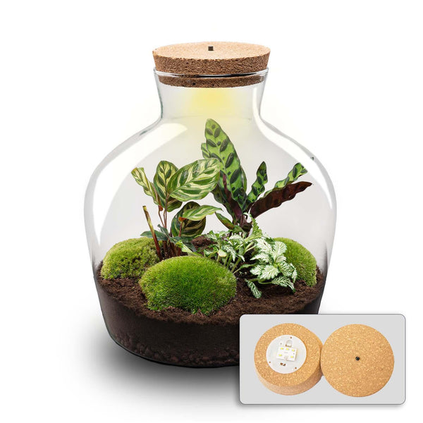 Flaschengarten-Set „Fat Joe" – DIY-Terrarium mit Licht – Ansicht 2