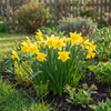 Narzisse ‚February Gold' – Narcissus – Ansicht 2