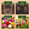 Ranunkel ‚Mix' – Ranunculus asiaticus – Ansicht 4
