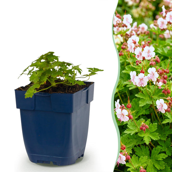 Storchschnabel ‚Spessart' – Geranium macrorrhizum