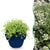 Kriech-Thymian ‚Albiflorus' – Thymus praecox