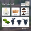 Terrarium-Set „Emma“ – DIY-Kit mit Efeu