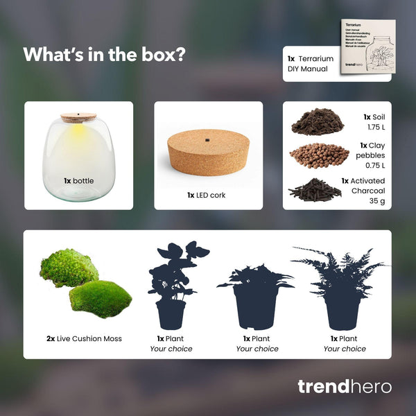 Terrarium-Set „Emma“ – DIY-Kit mit Efeu