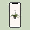 Hasenpfotenfarn – Davallia bullata – Ansicht 4