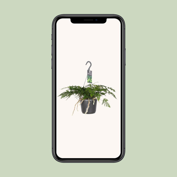 Hasenpfotenfarn – Davallia bullata – Ansicht 4
