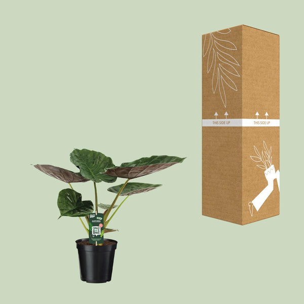 Alocasia wentii – Ansicht 3