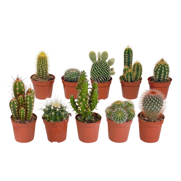 Kakteen-Set „Mix“ – verschiedene Kakteen