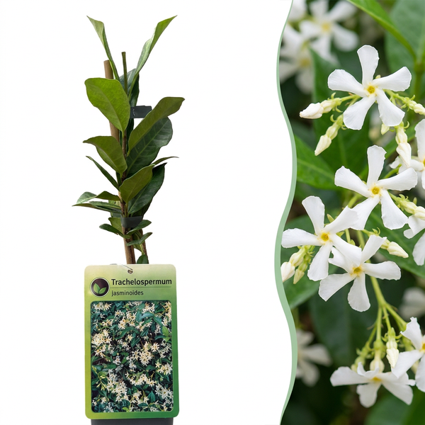 Sternjasmin – Trachelospermum jasminoides – 2 Stück