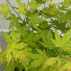 Fächerahorn ‚Orange Dream' – Acer palmatum – Ansicht 4