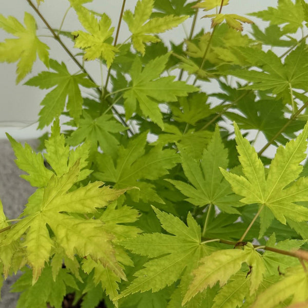 Fächerahorn ‚Orange Dream' – Acer palmatum – Ansicht 4